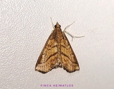 Chilozela trapeziana