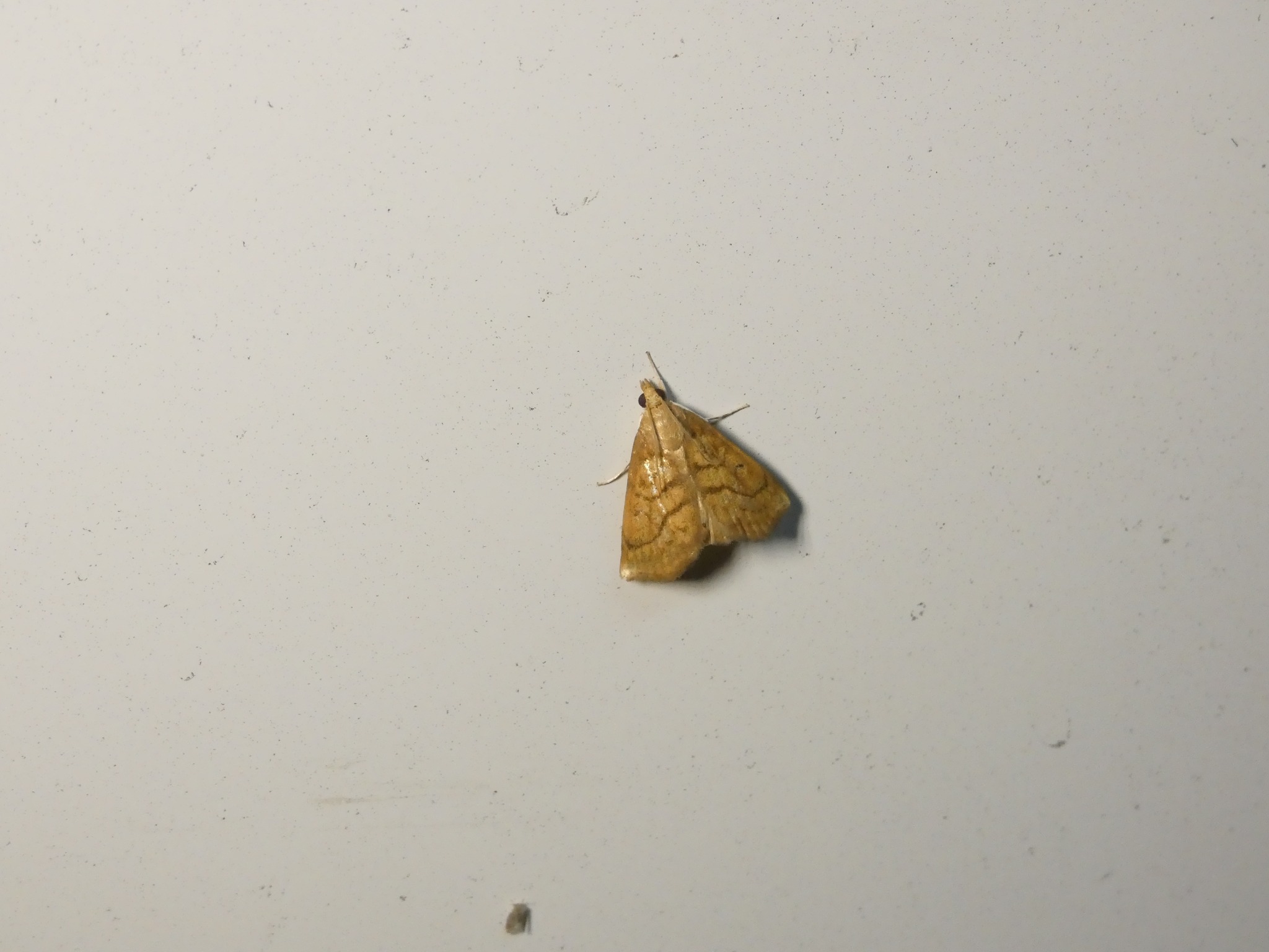 Chilozela trapeziana