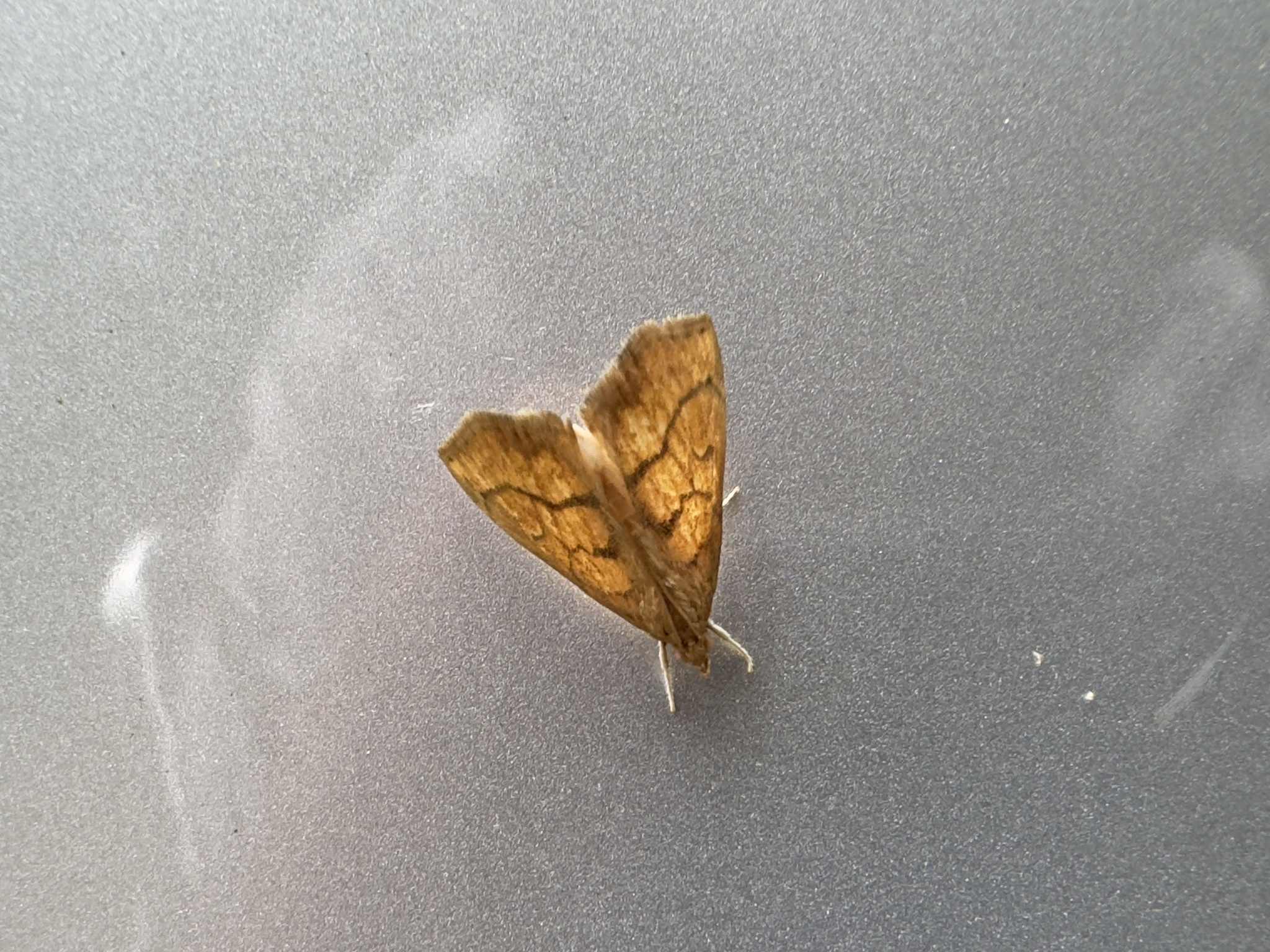 Chilozela trapeziana