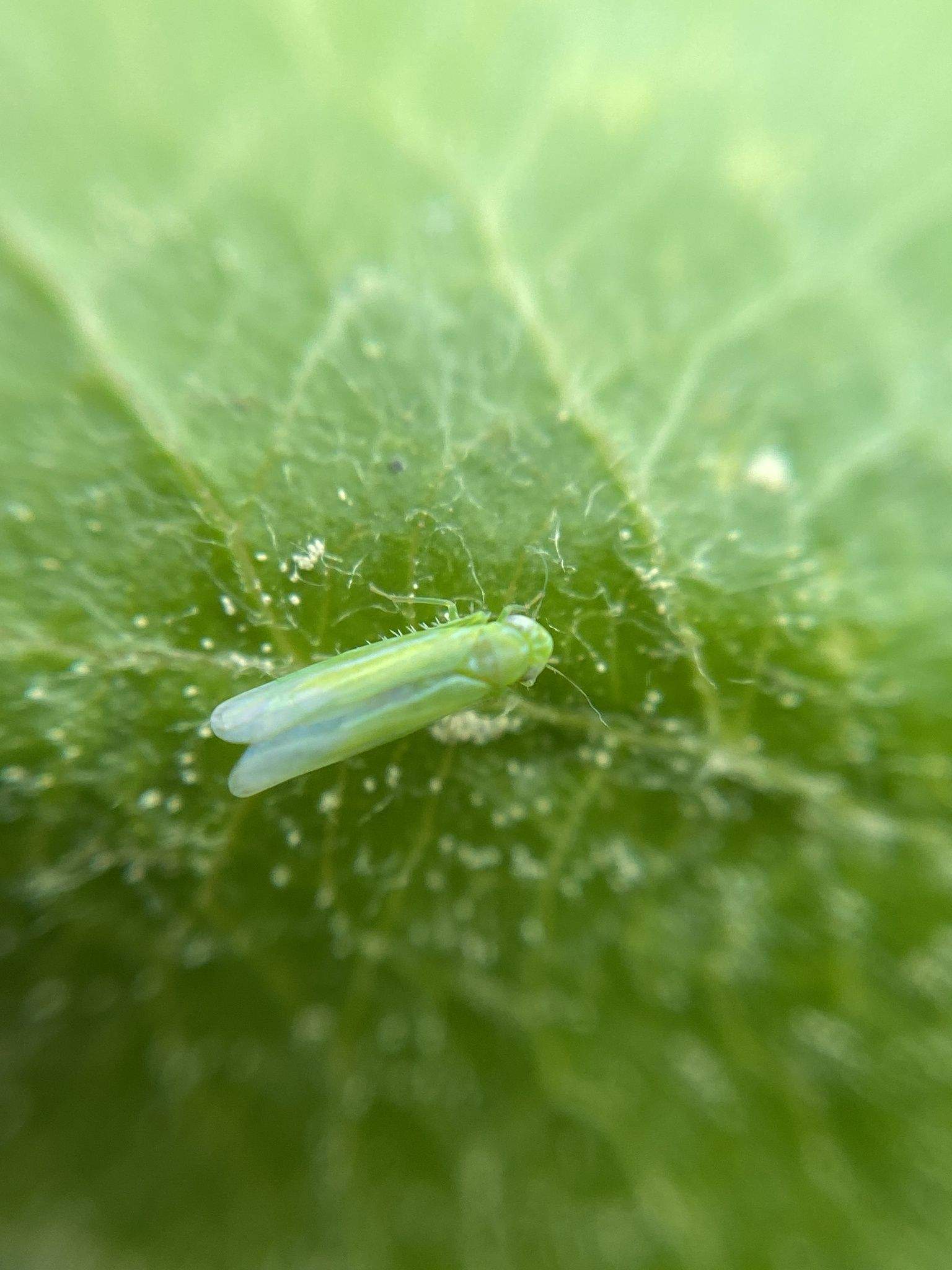 Empoasca vitis
