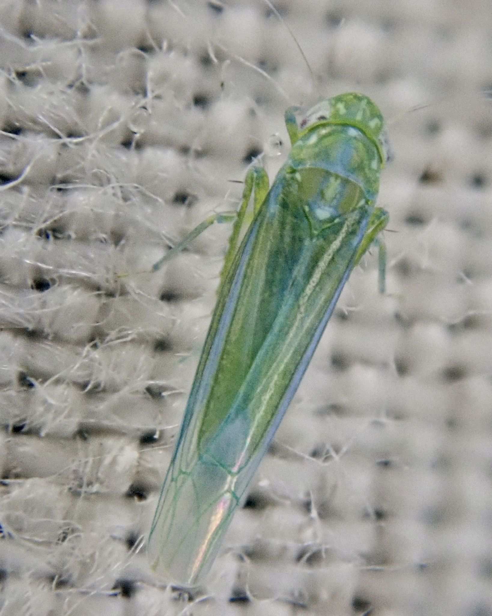 Empoasca vitis