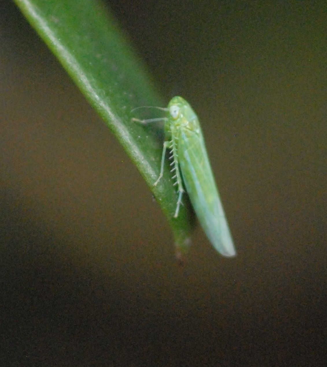 Empoasca vitis