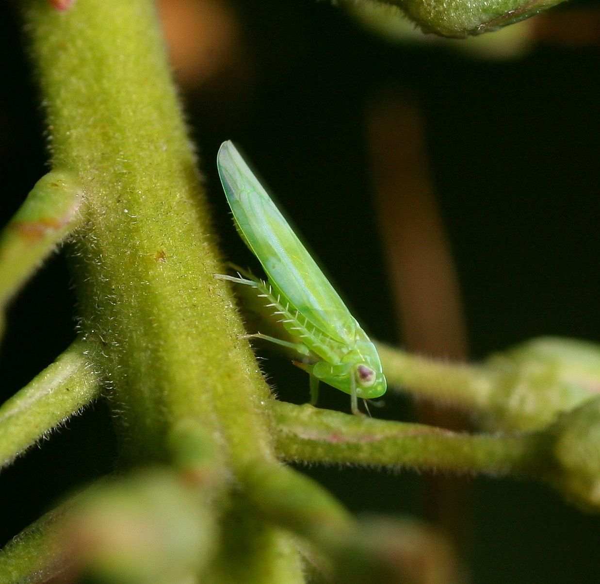 Empoasca vitis