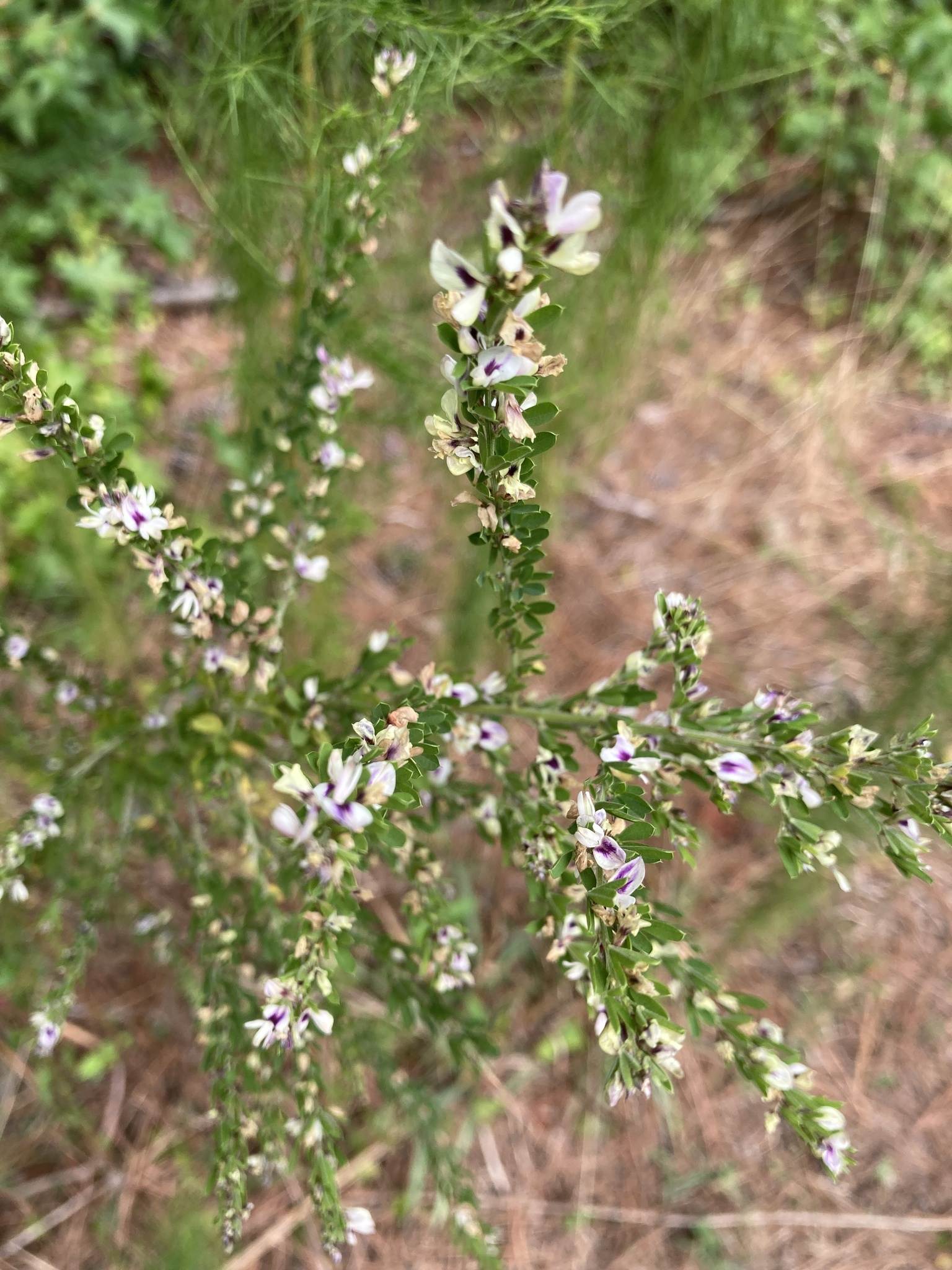 Lespedeza cuneata