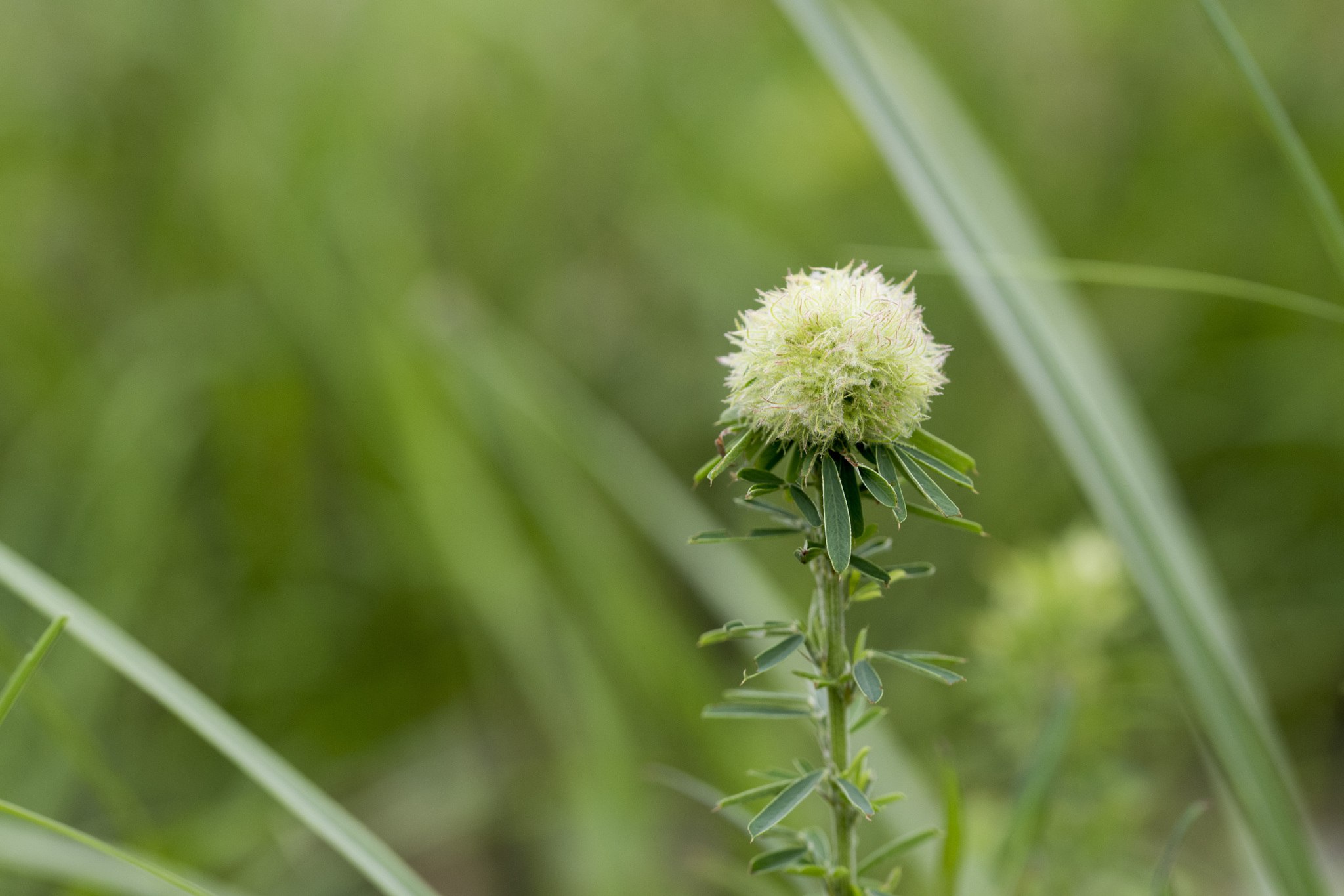 Lespedeza cuneata