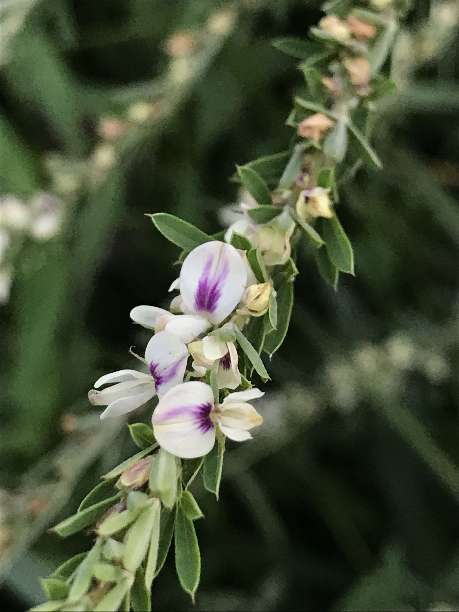 Lespedeza cuneata