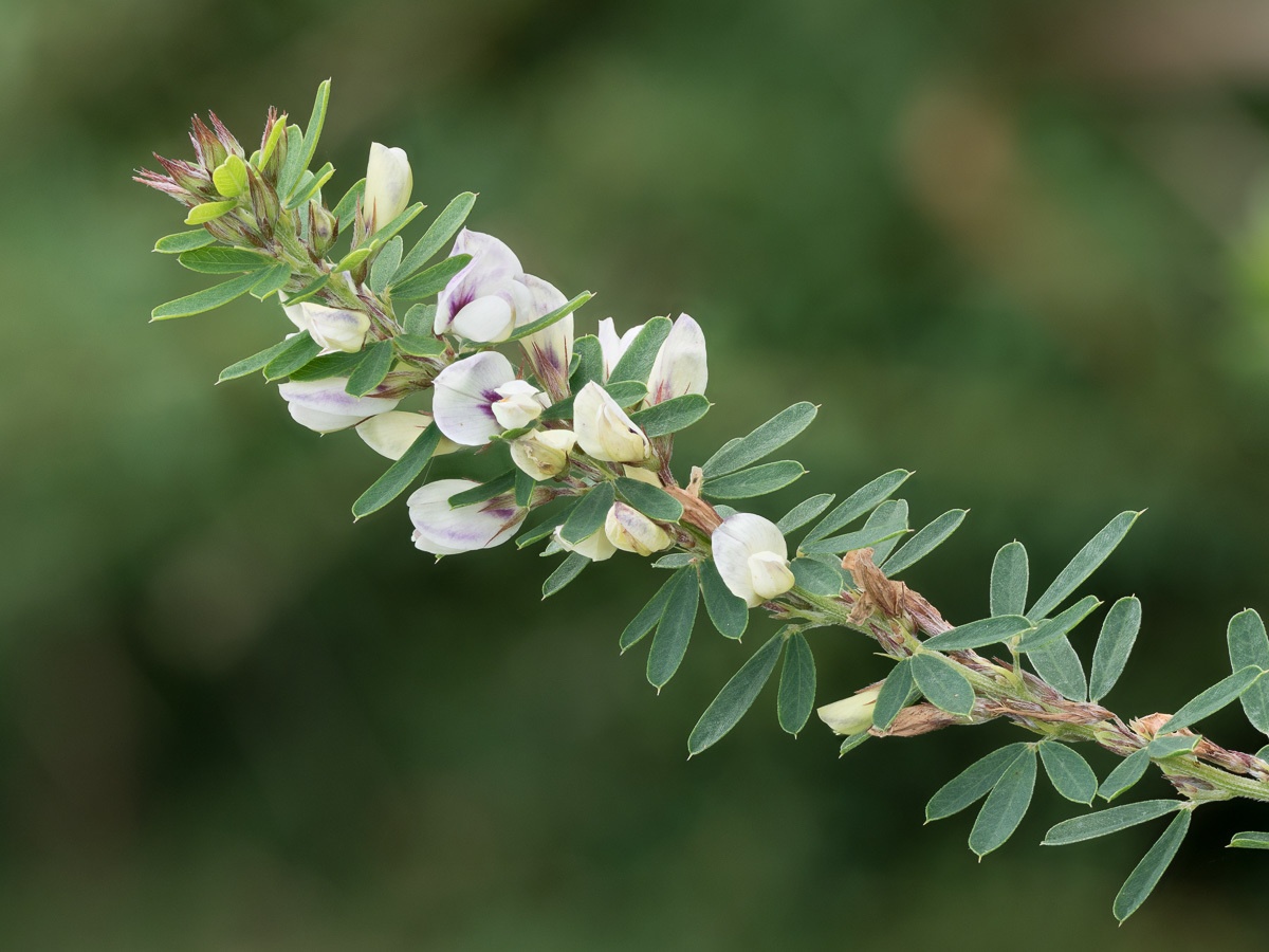 Lespedeza cuneata