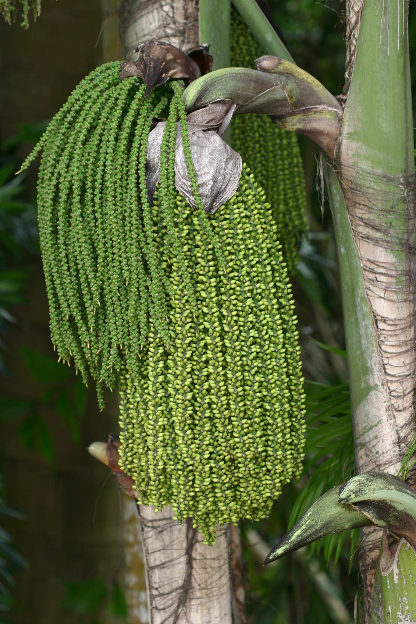 Caryota mitis