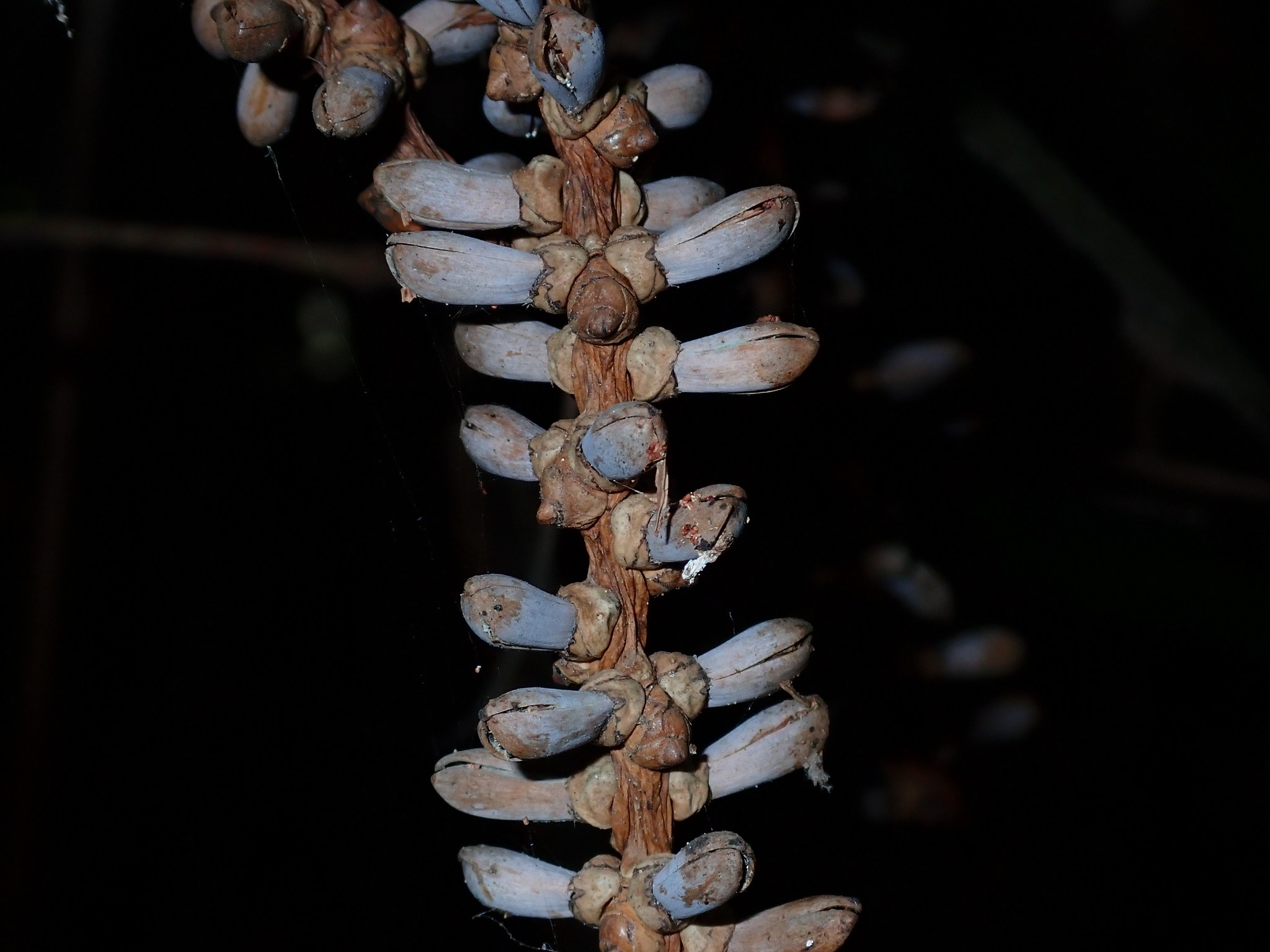 Caryota mitis