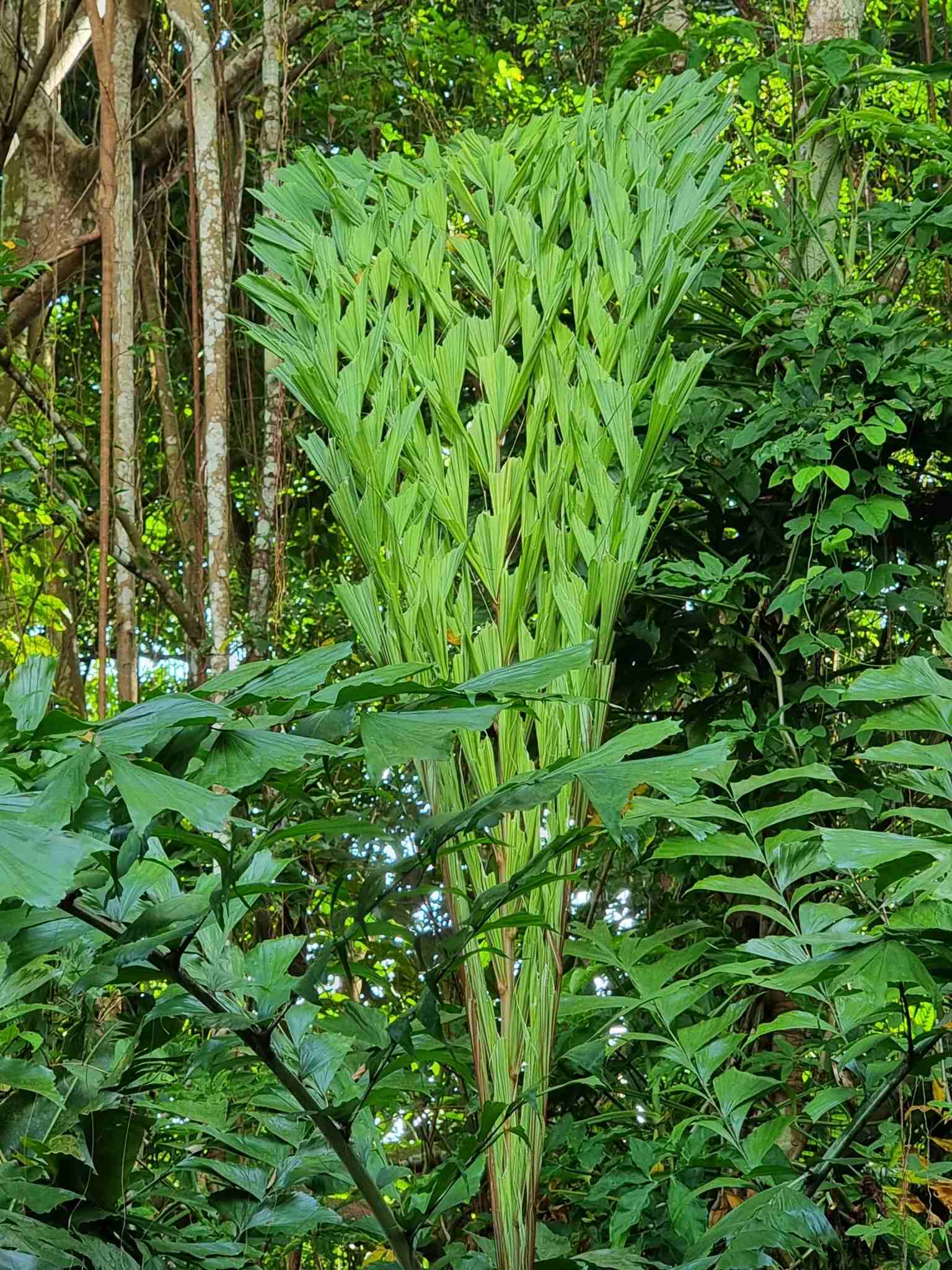 Caryota mitis