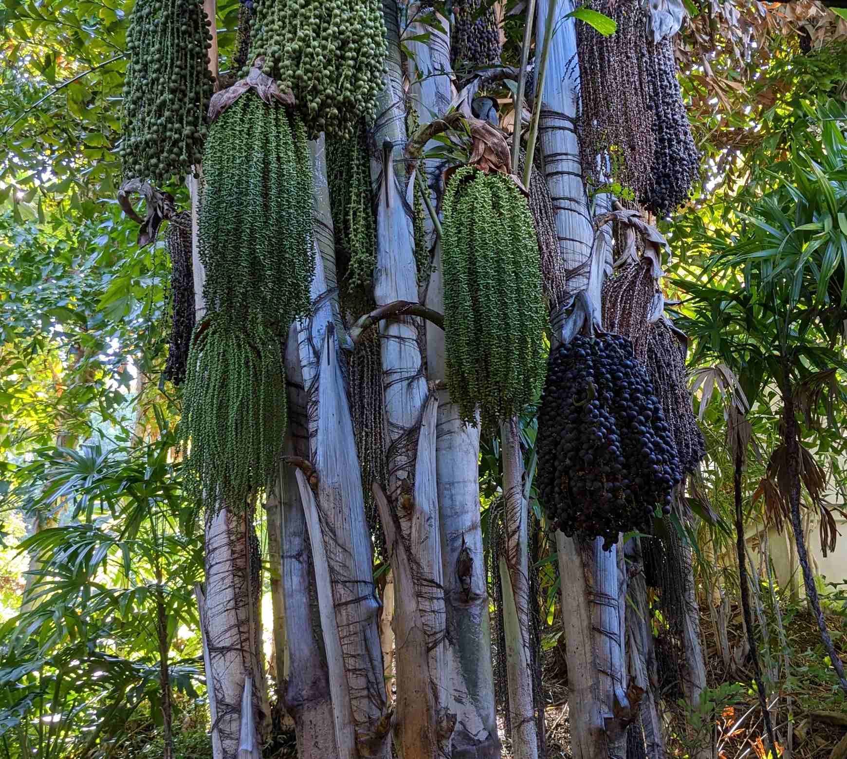 Caryota mitis