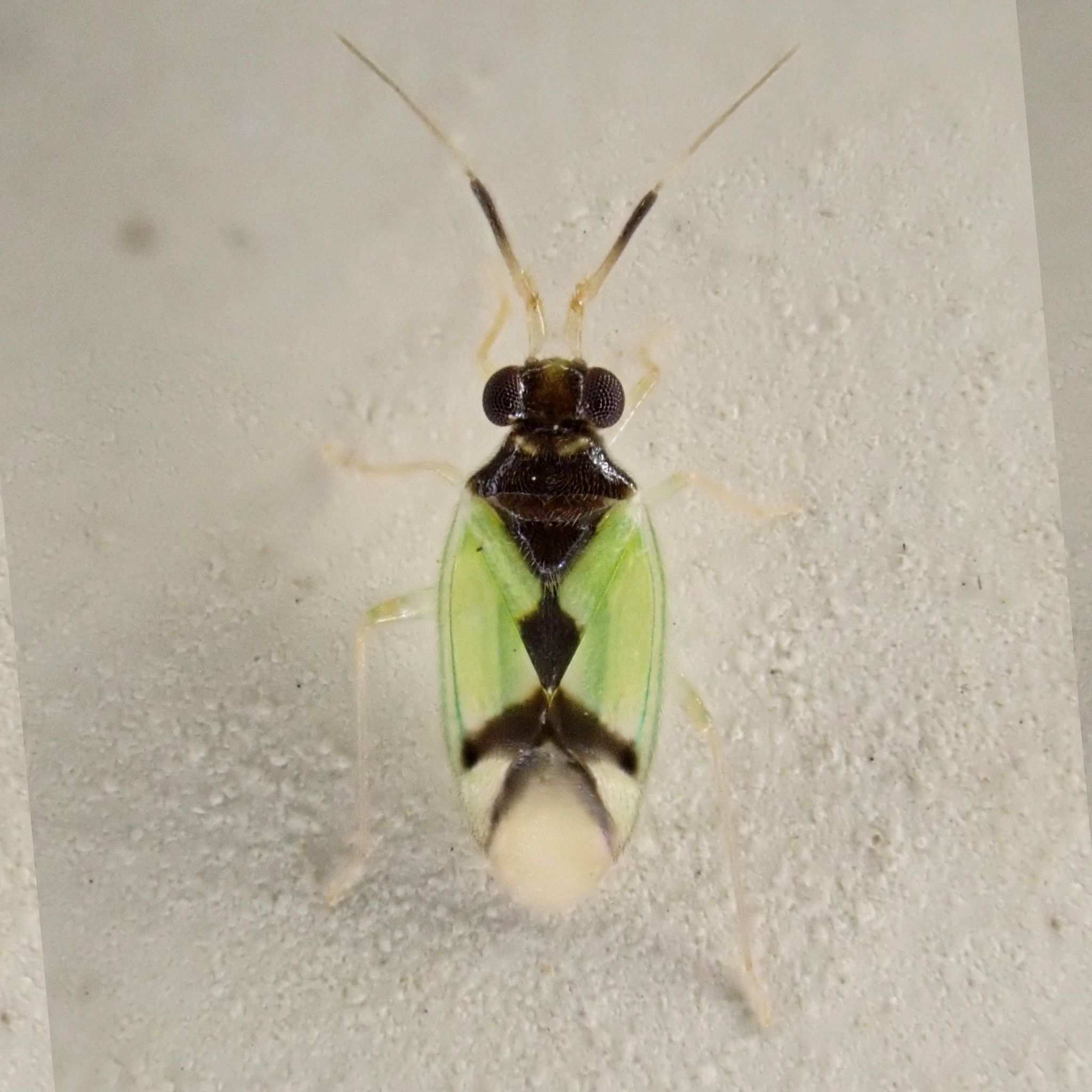Hyalochloria