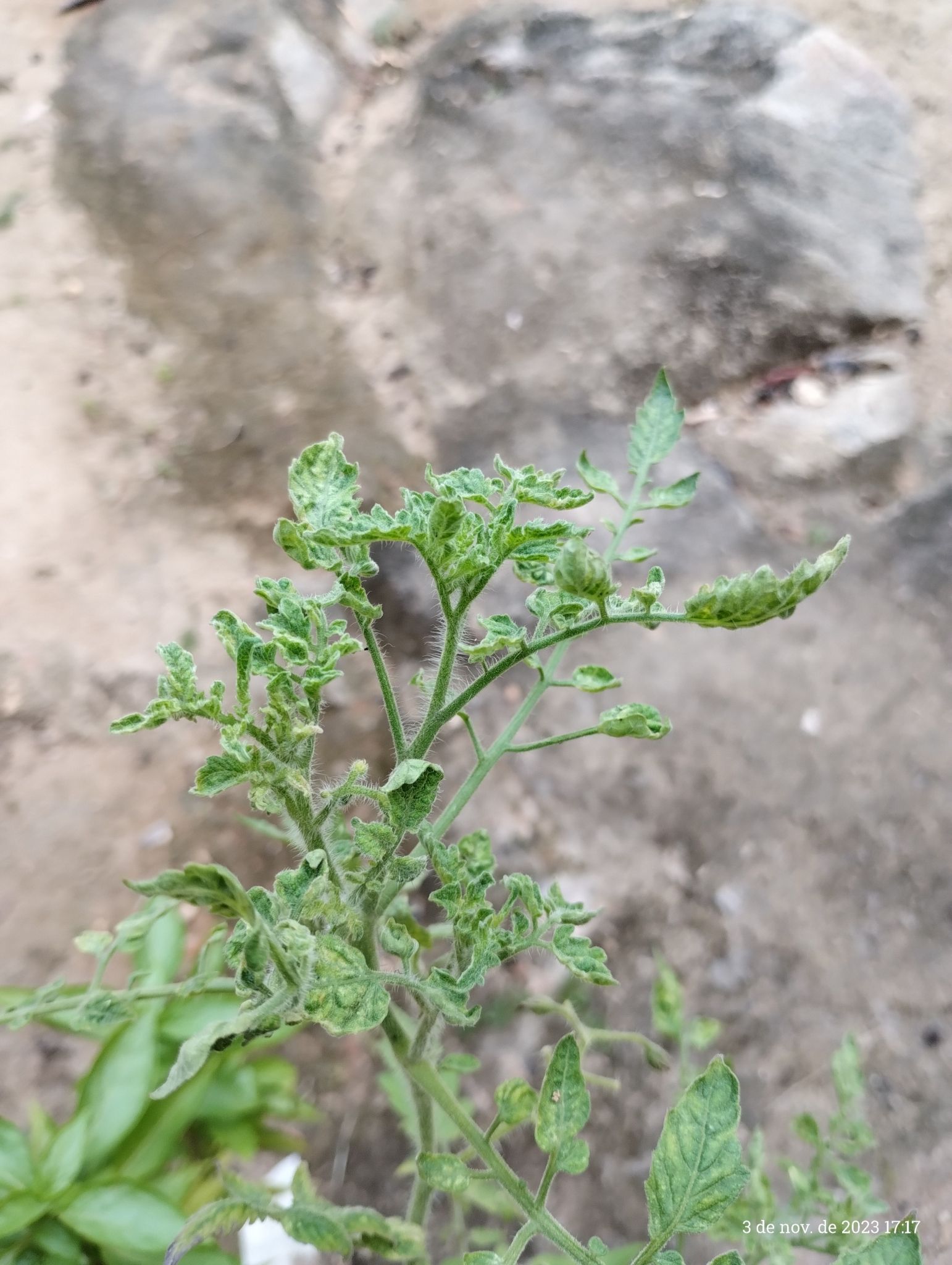 Tomato brown rugose fruit virus