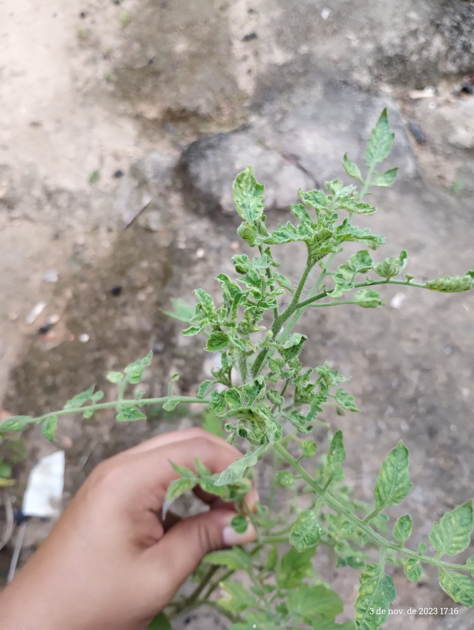 Tomato brown rugose fruit virus