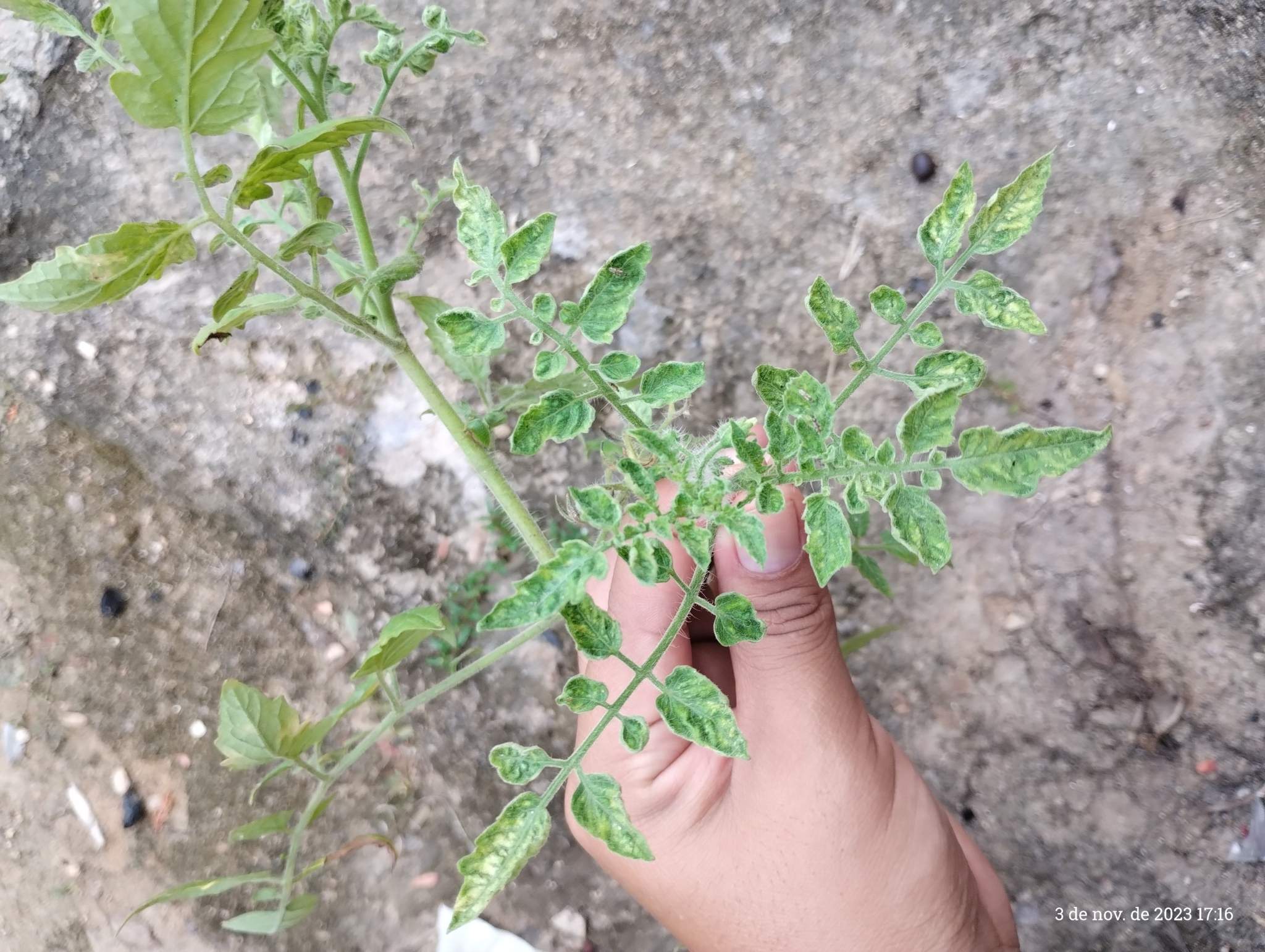 Tomato brown rugose fruit virus
