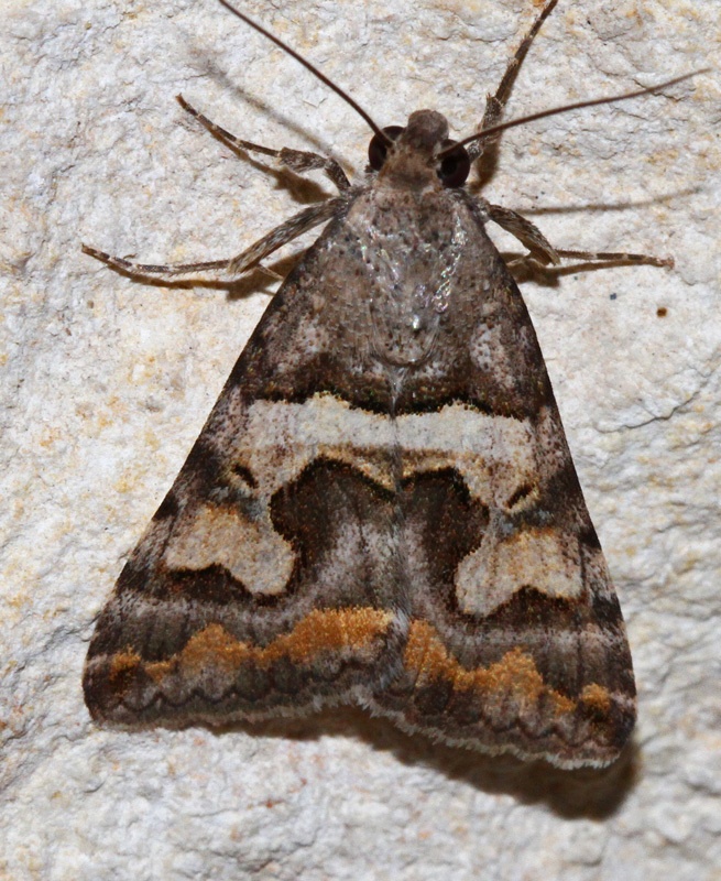 Bulia