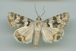 Bulia