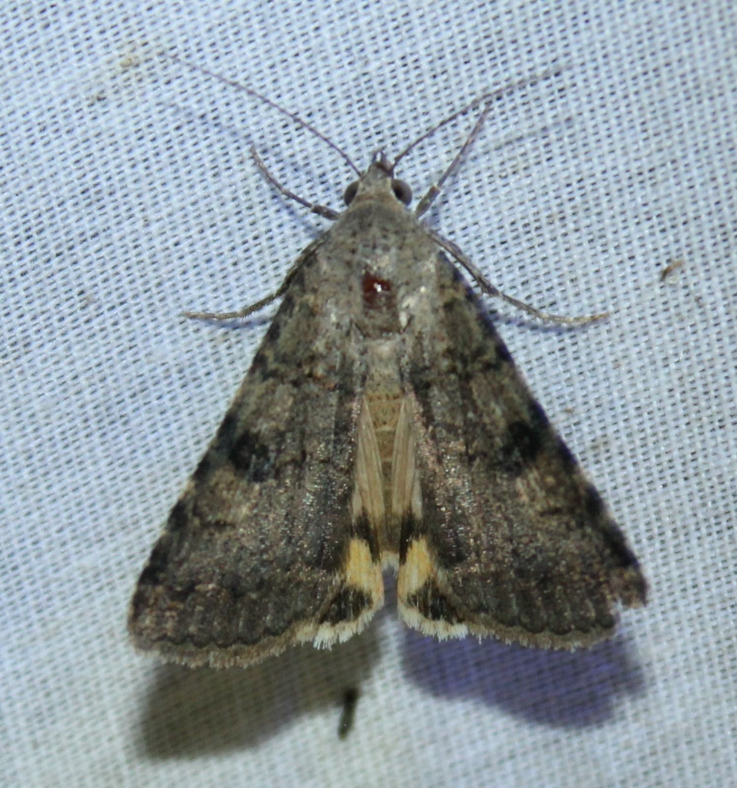 Bulia