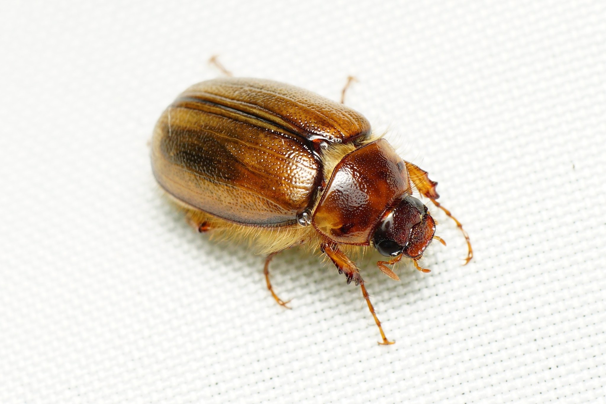 Costelytra zealandica