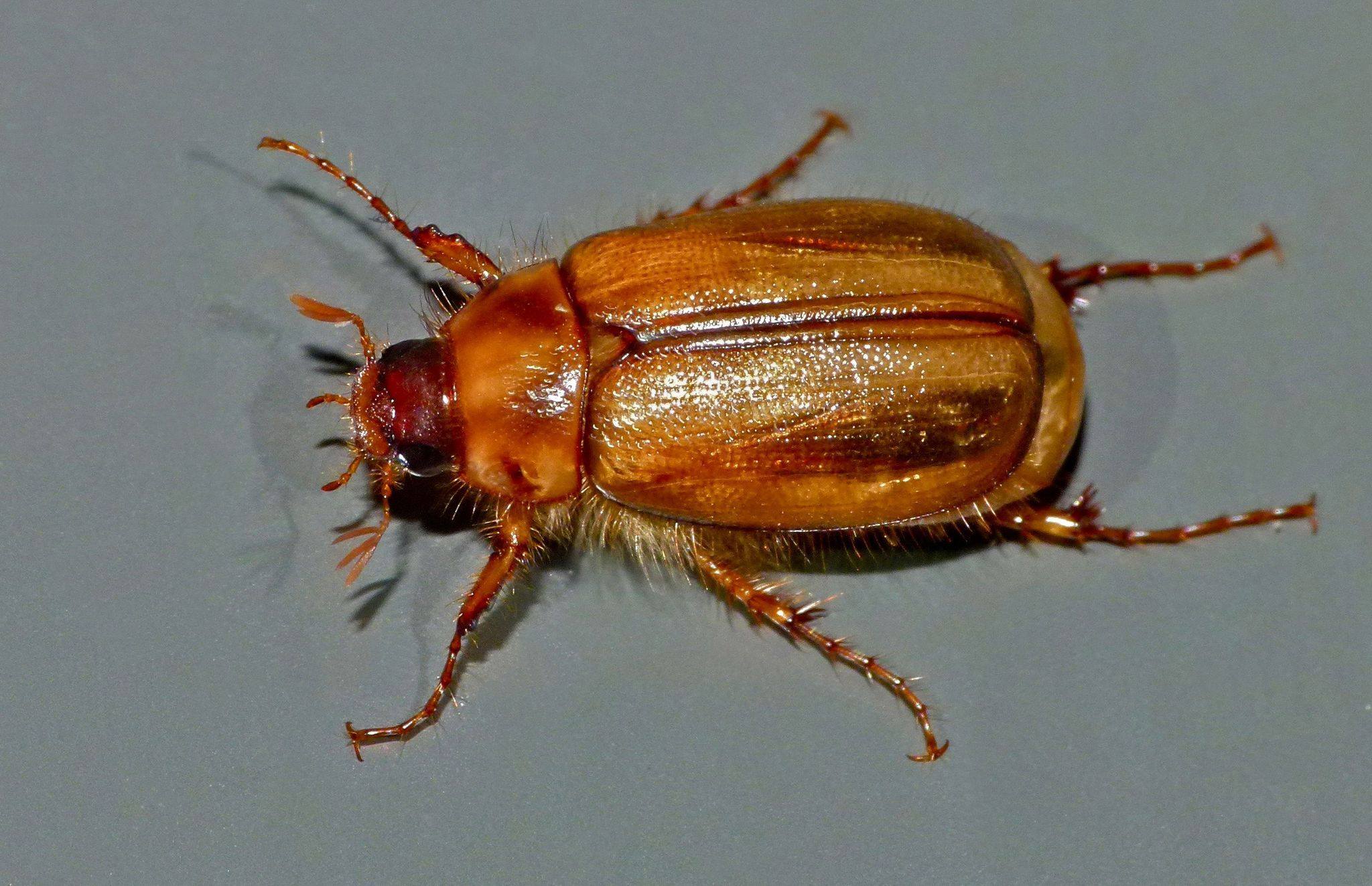 Costelytra zealandica