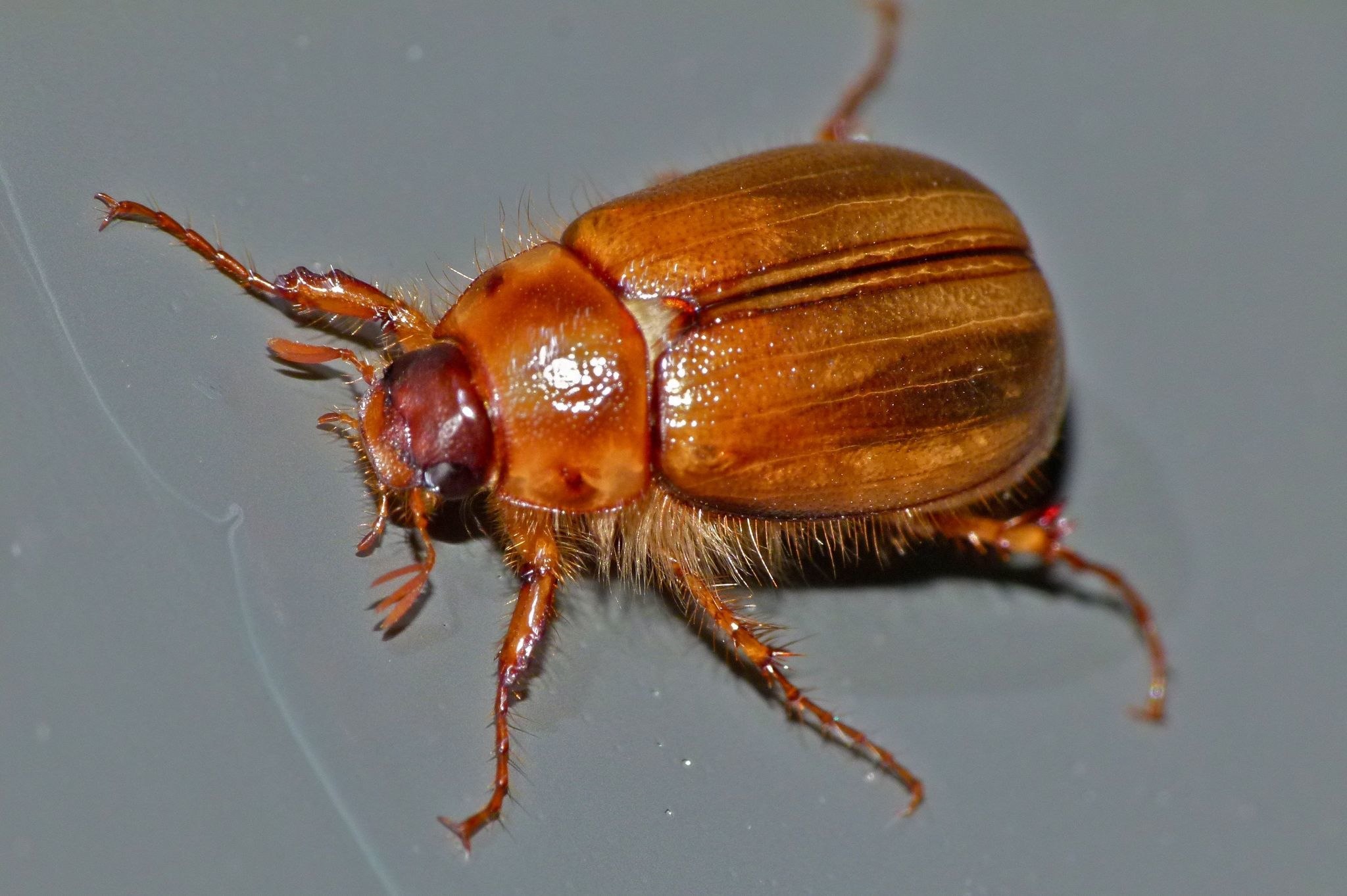 Costelytra zealandica