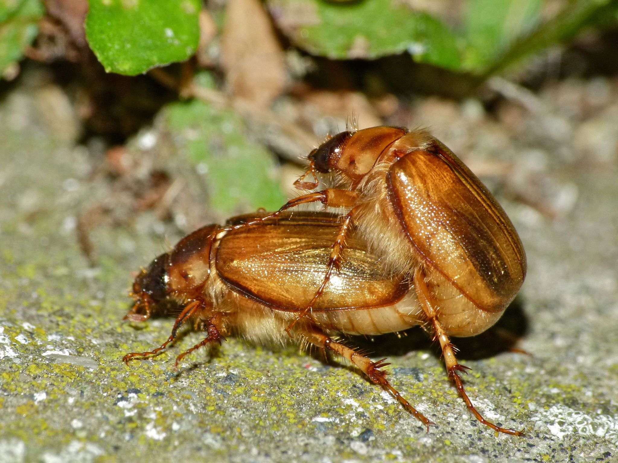 Costelytra zealandica