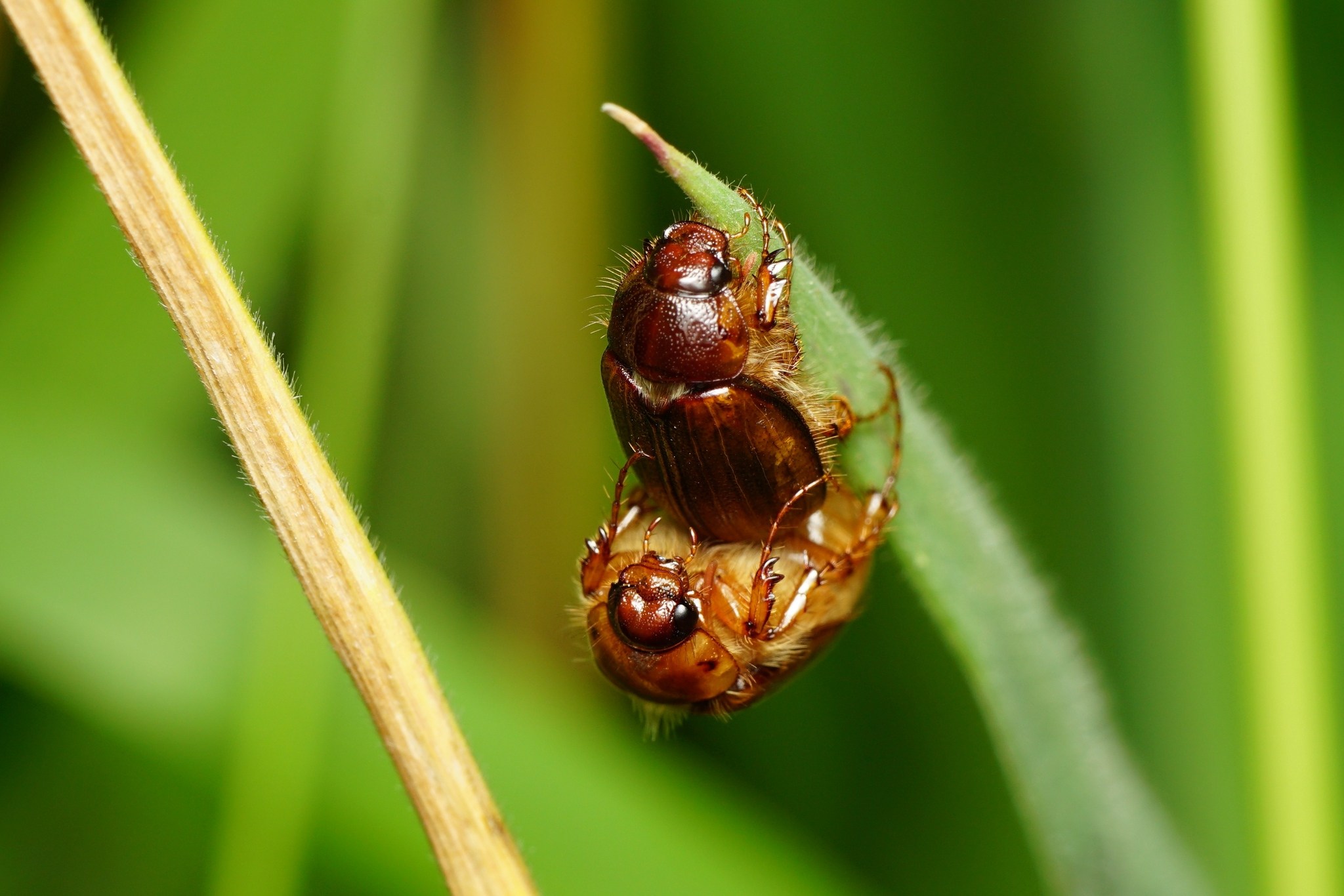 Costelytra zealandica