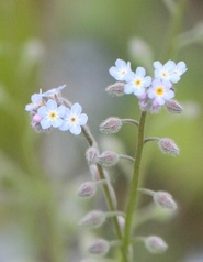 Myosotis arvensis