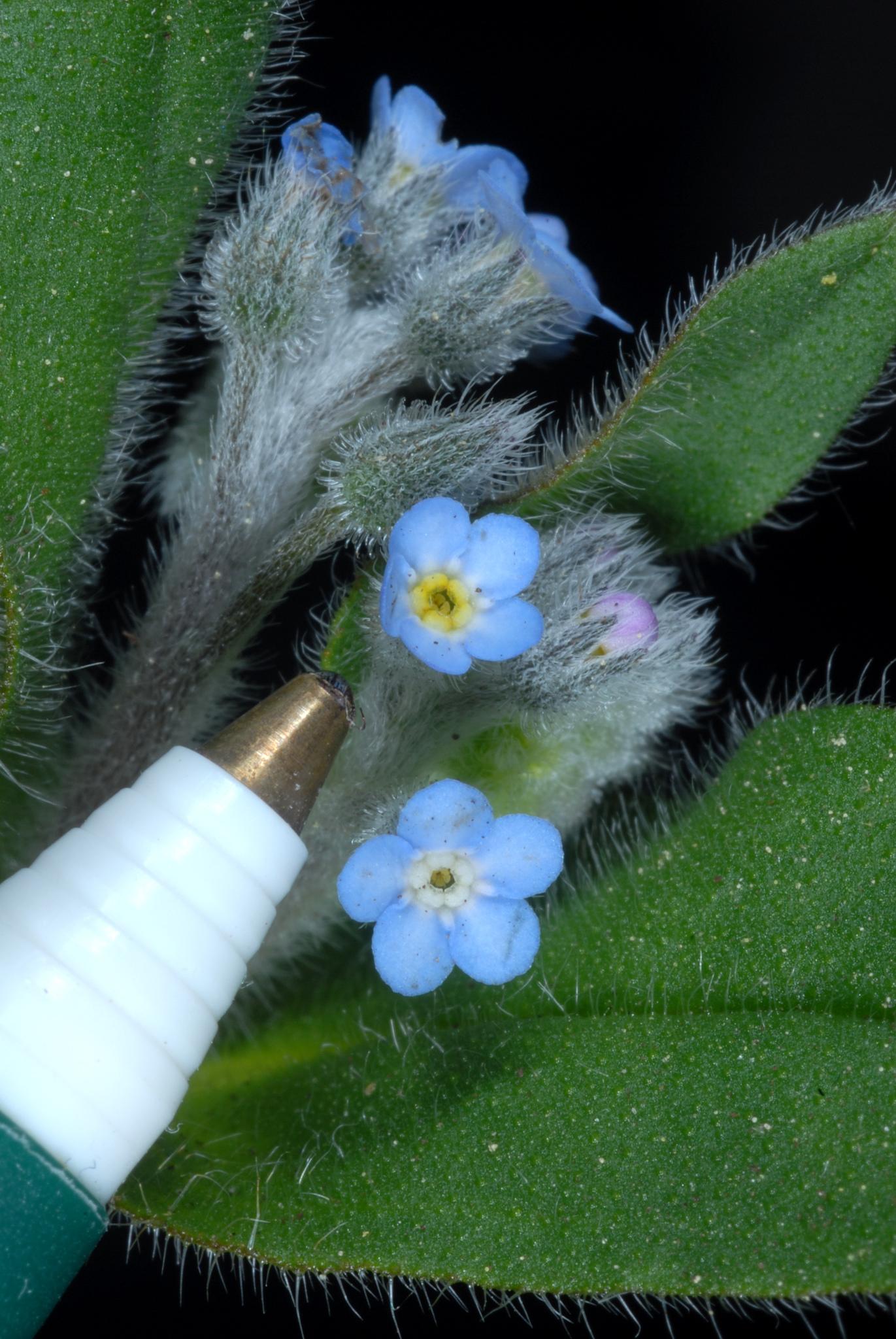 Myosotis arvensis