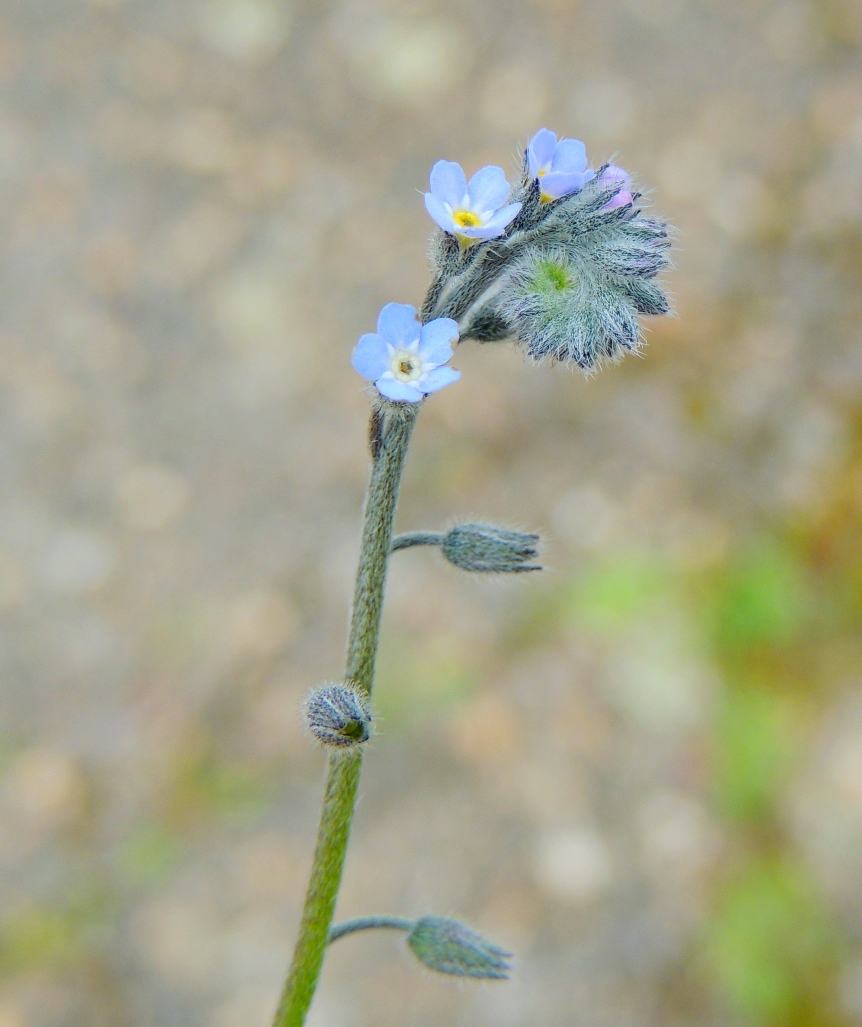 Myosotis arvensis