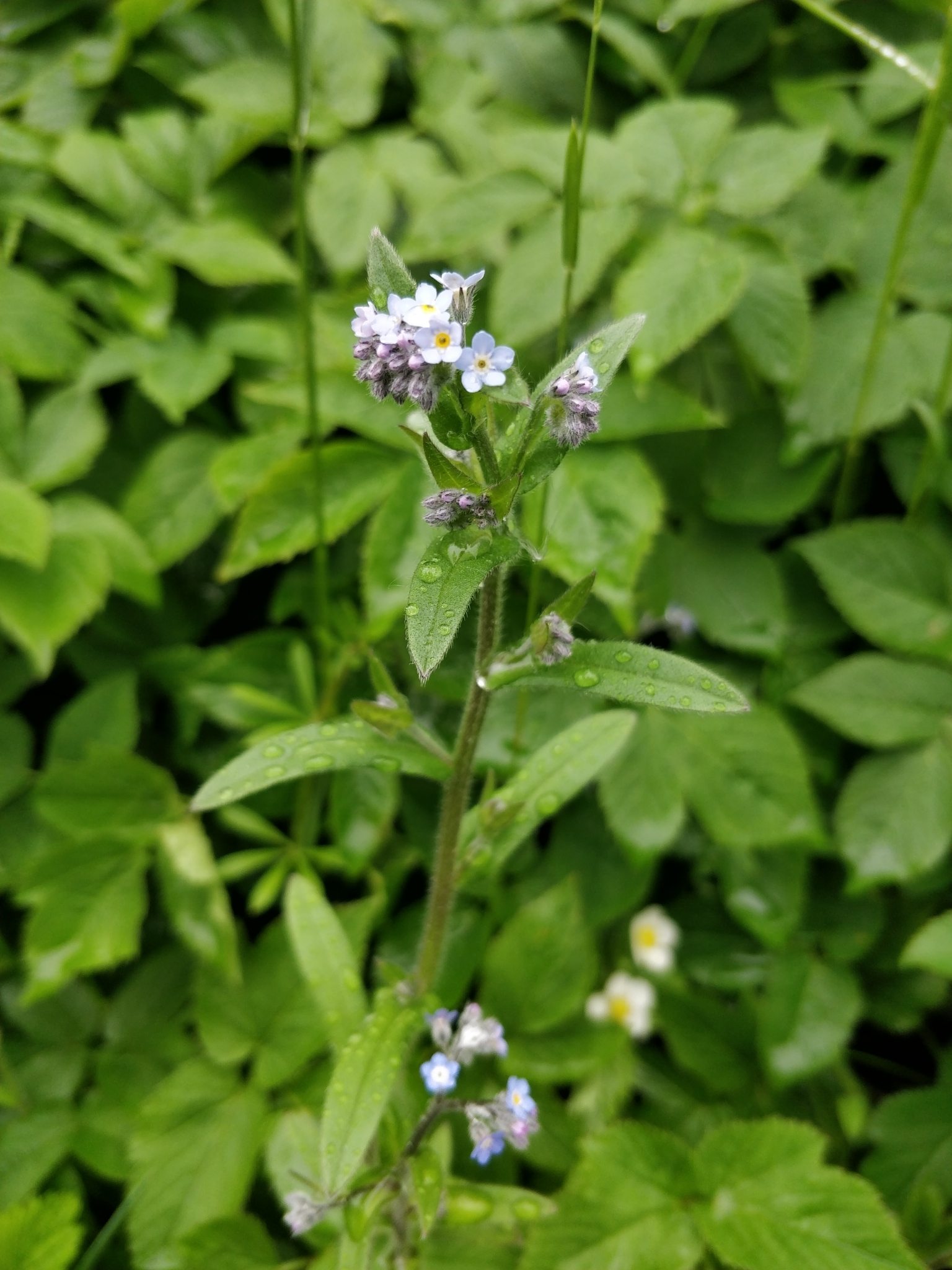 Myosotis arvensis