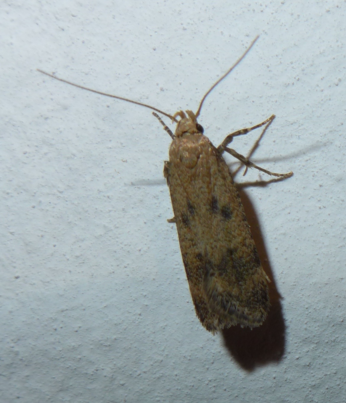 Pexicopia malvella