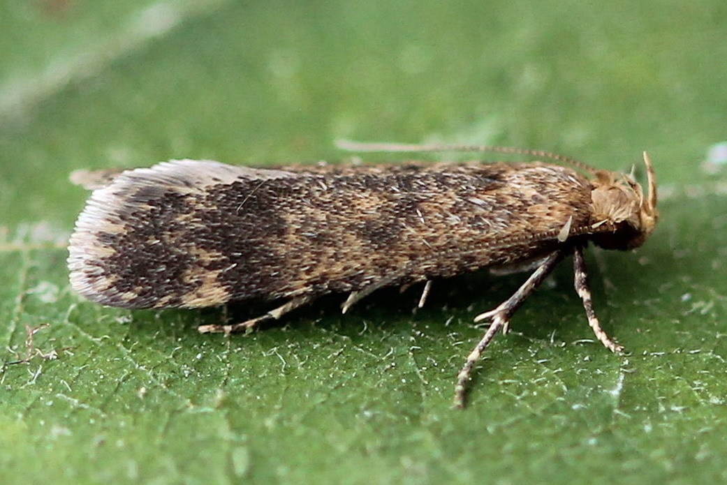 Pexicopia malvella