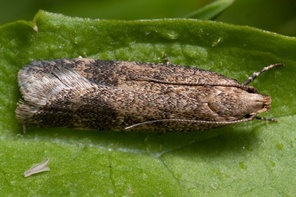 Pexicopia malvella