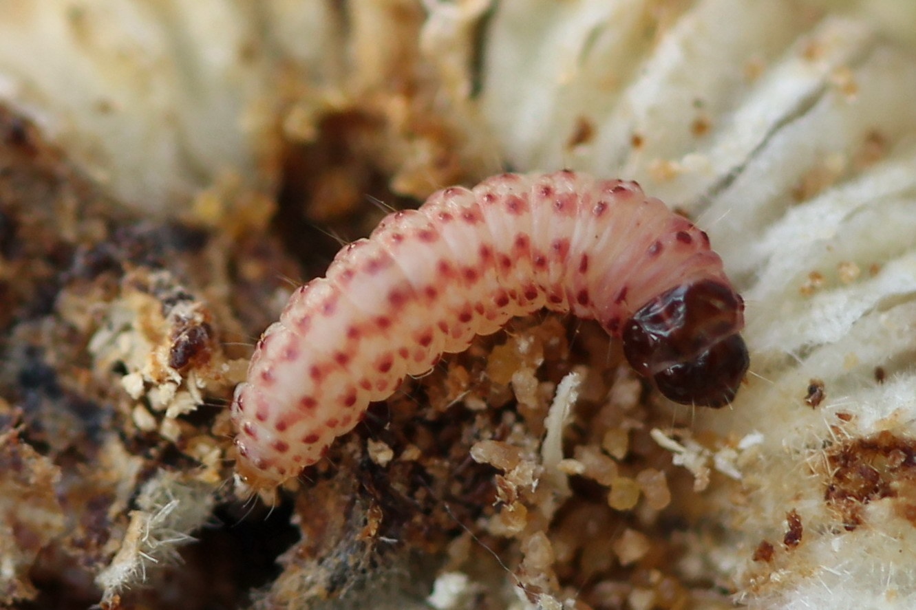 Pexicopia malvella