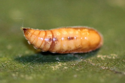Pexicopia malvella