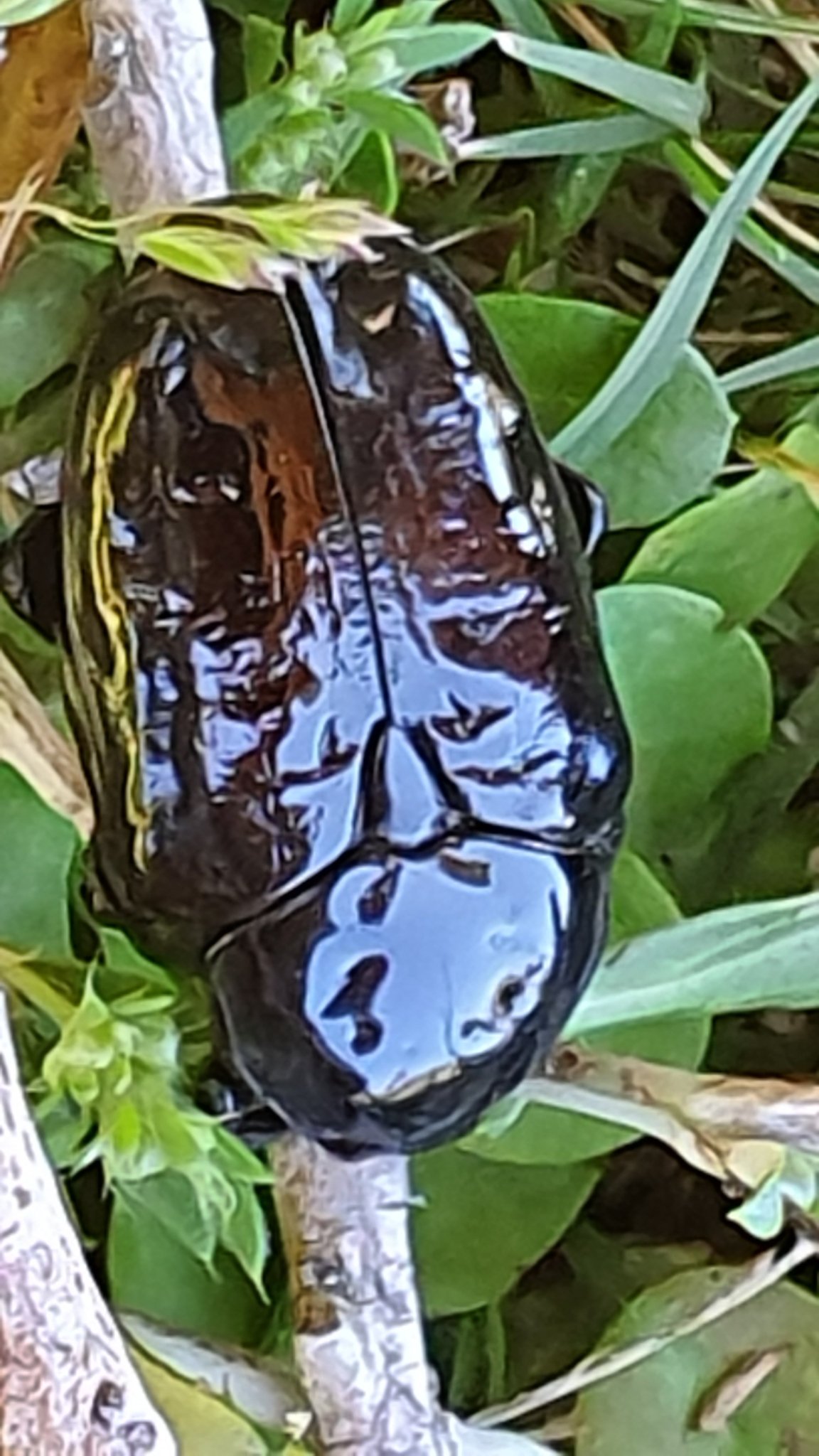 Diplognatha