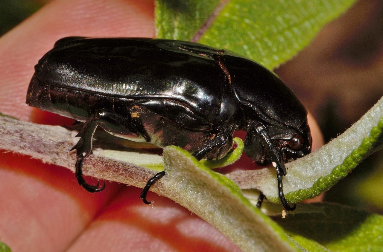 Diplognatha