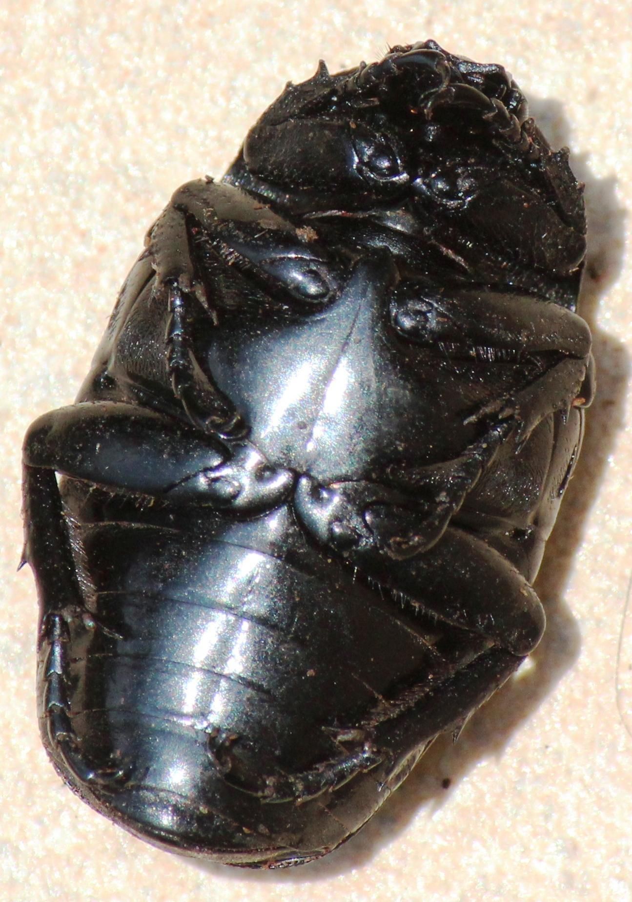 Diplognatha