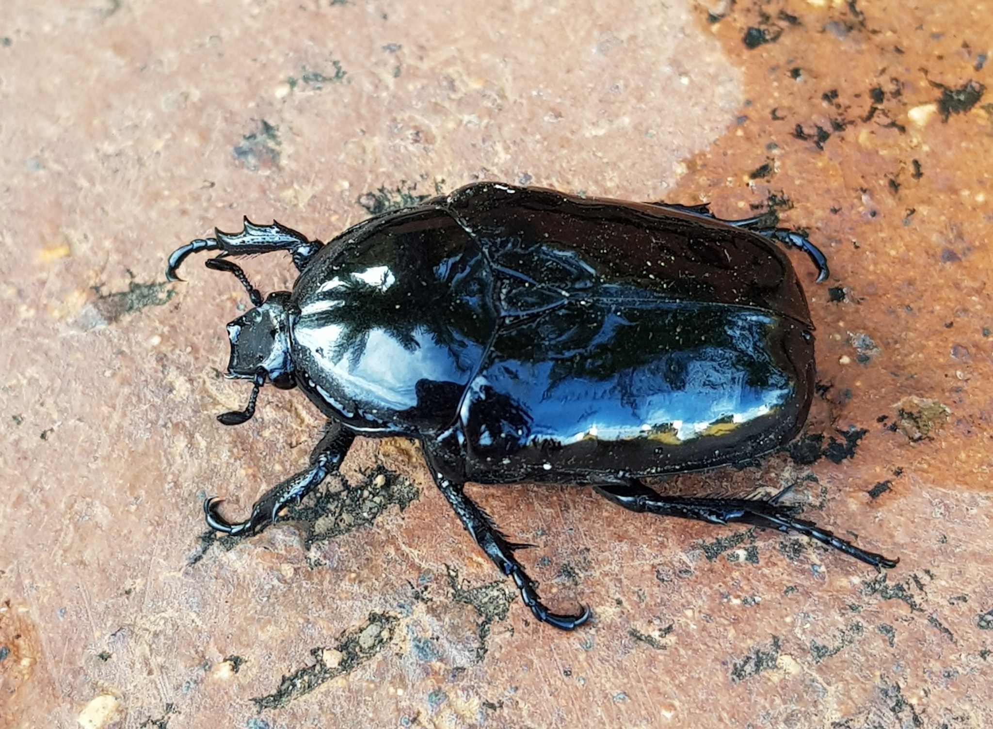 Diplognatha