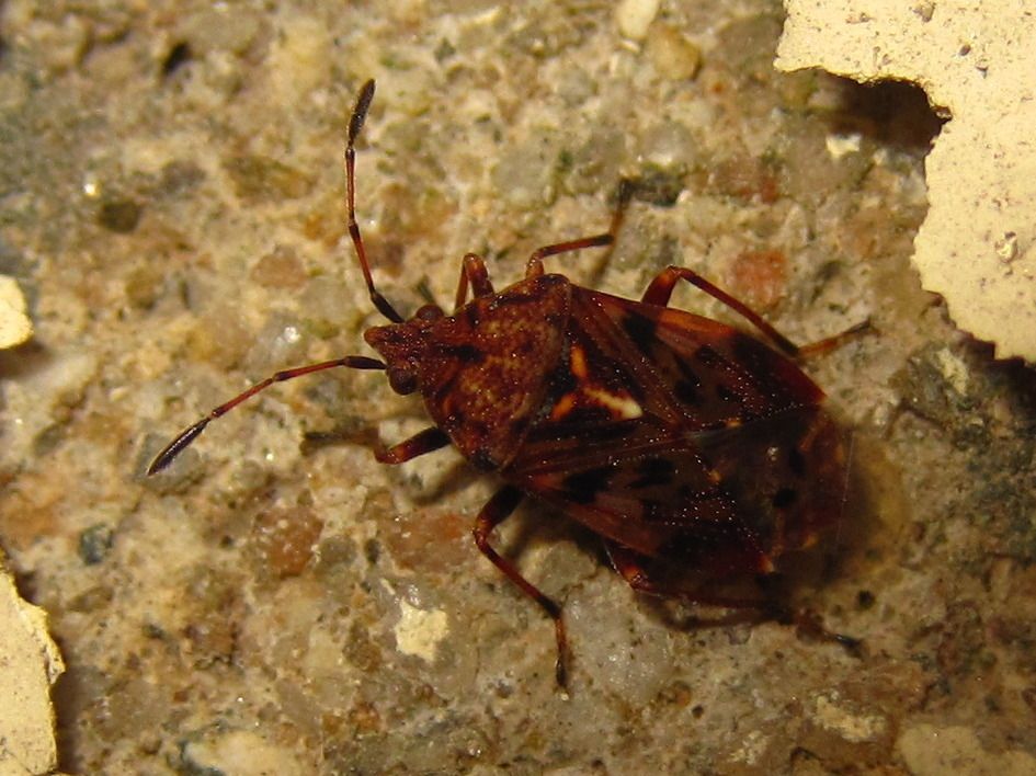 Pylorgus