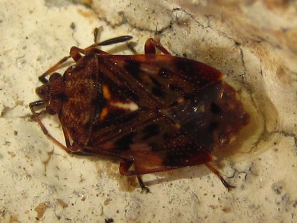 Pylorgus