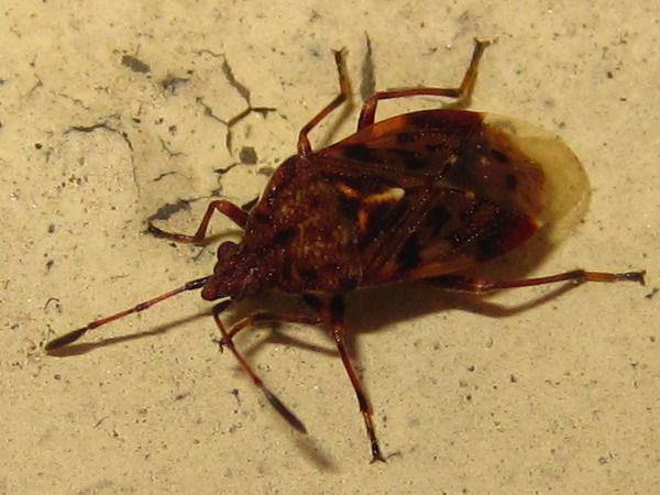 Pylorgus