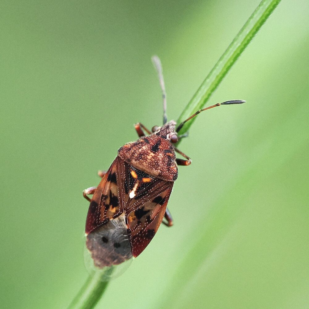 Pylorgus