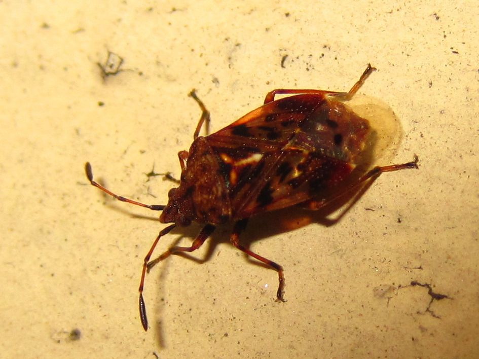 Pylorgus