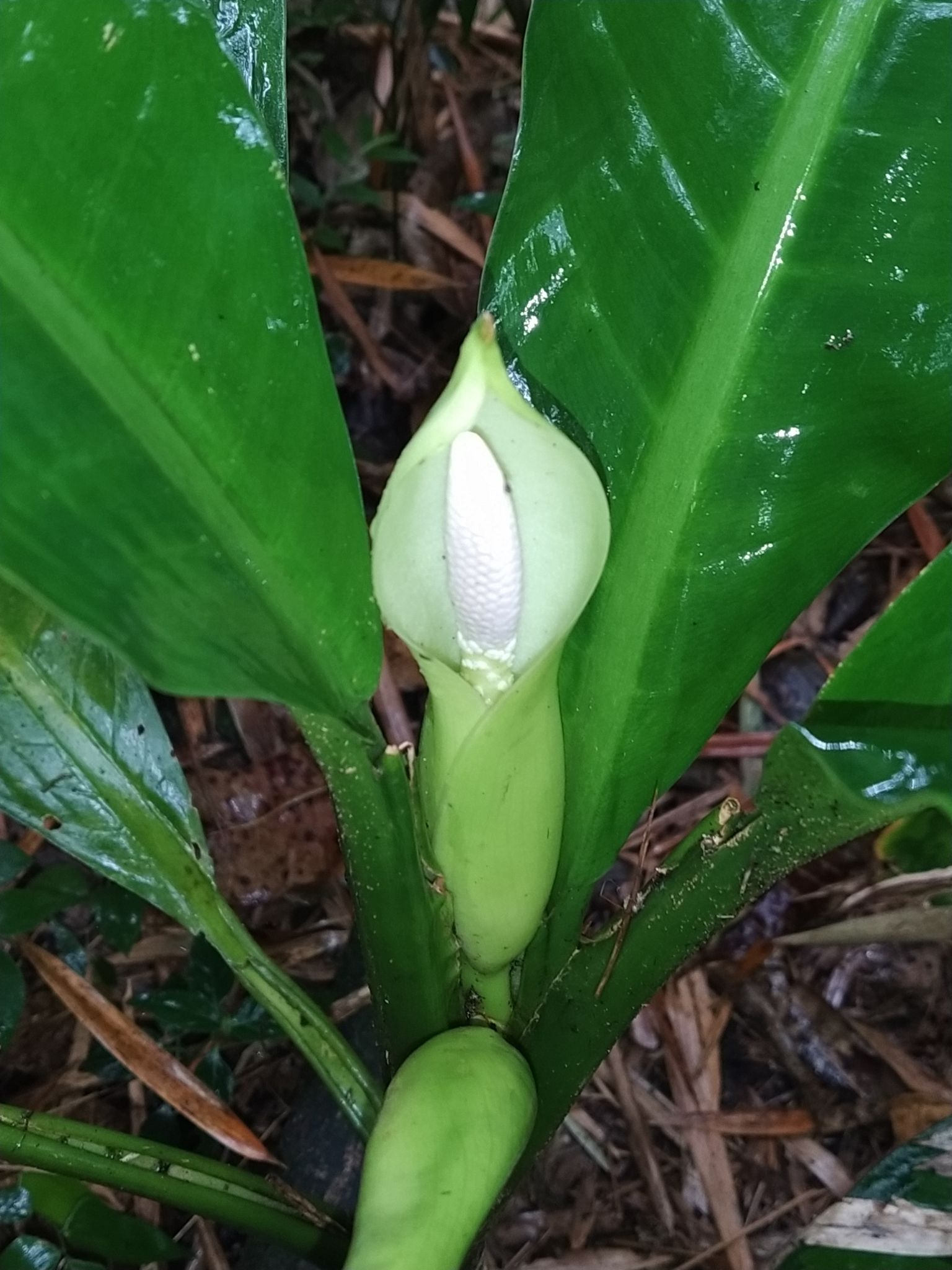 Dieffenbachia seguine