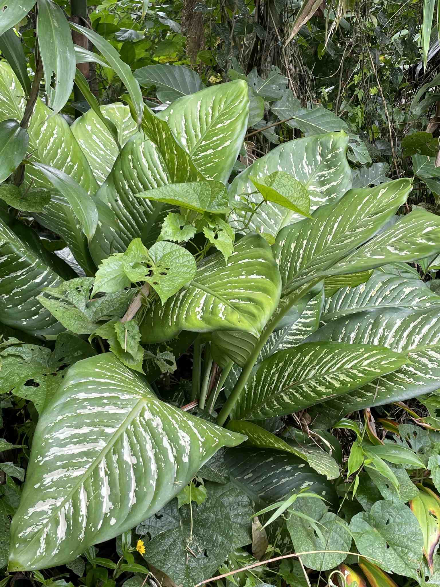 Dieffenbachia seguine