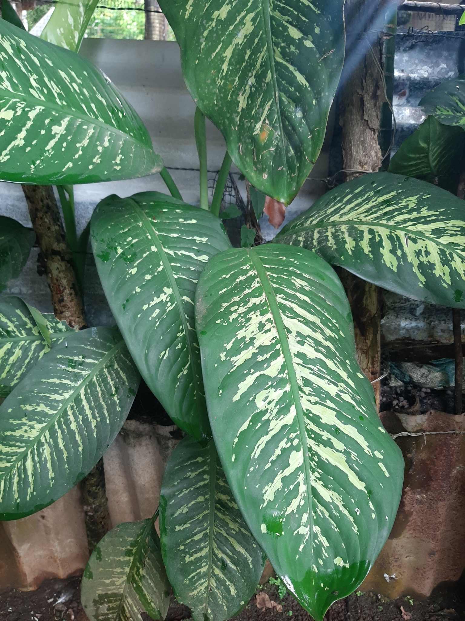 Dieffenbachia seguine