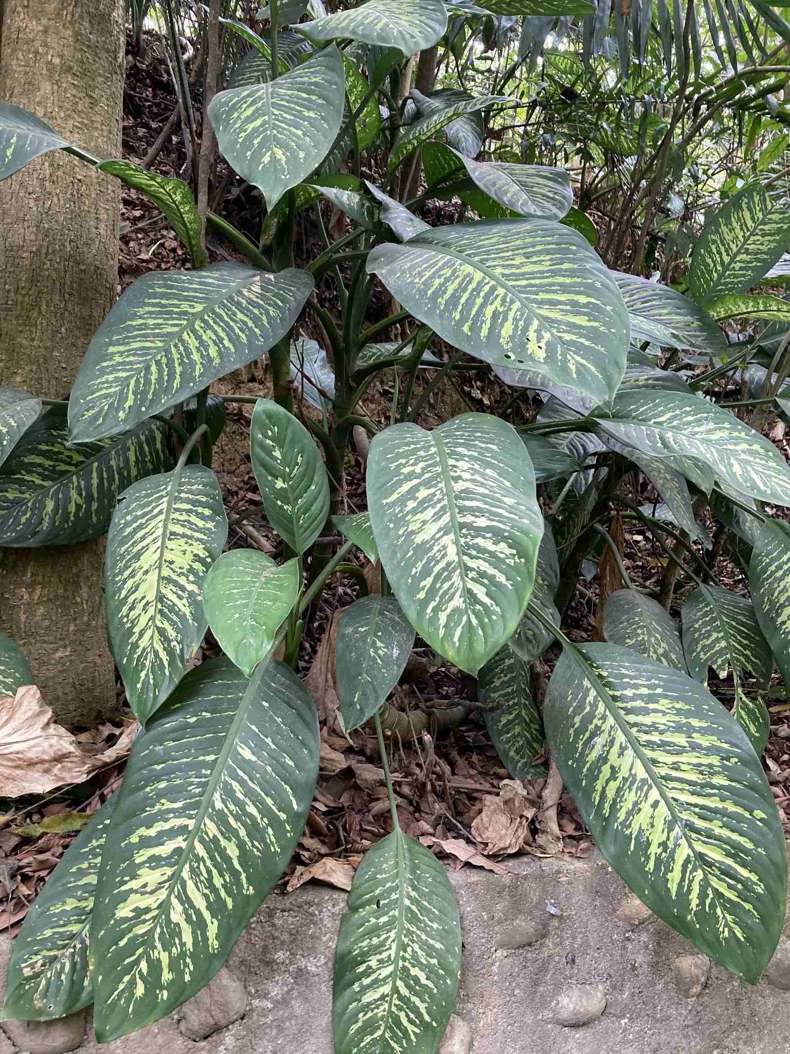 Dieffenbachia seguine