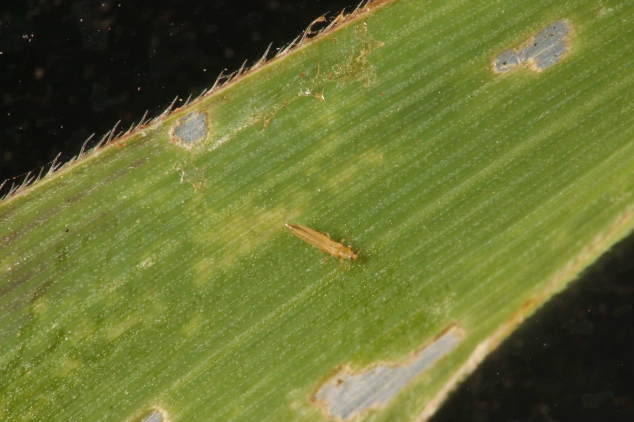 Frankliniella williamsi